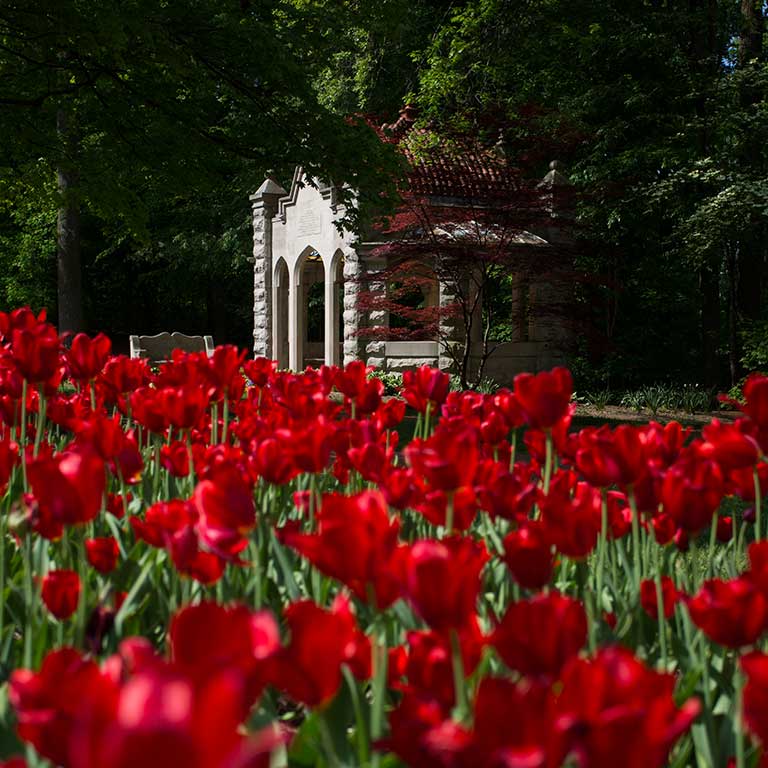 Red tulips bloom in front of the Rose Well House.